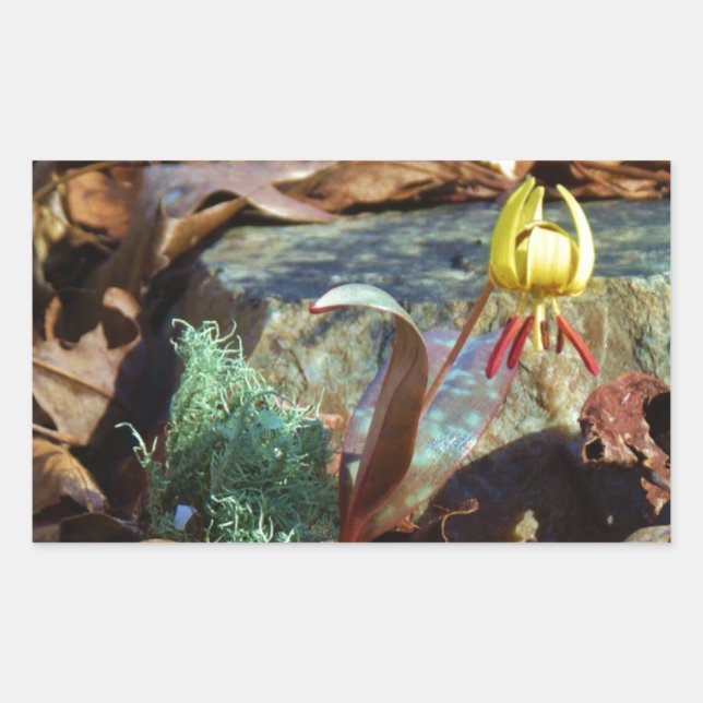 Yellow and Plum Trout Lily and Snail Shell Rectangular Sticker (Front)
