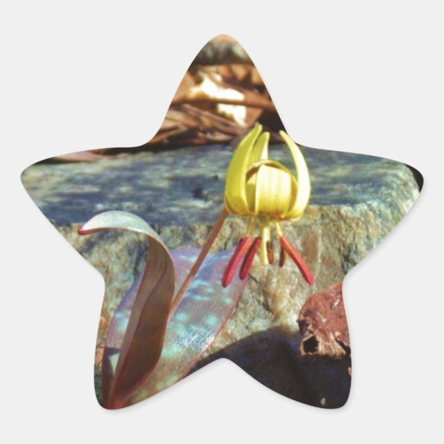Yellow and Plum Trout Lily and Snail Shell Star Sticker (Front)