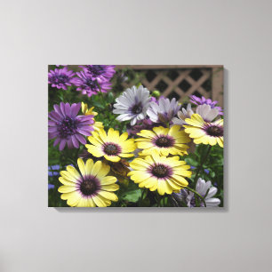 Yellow and Purple African Daisies Canvas Print