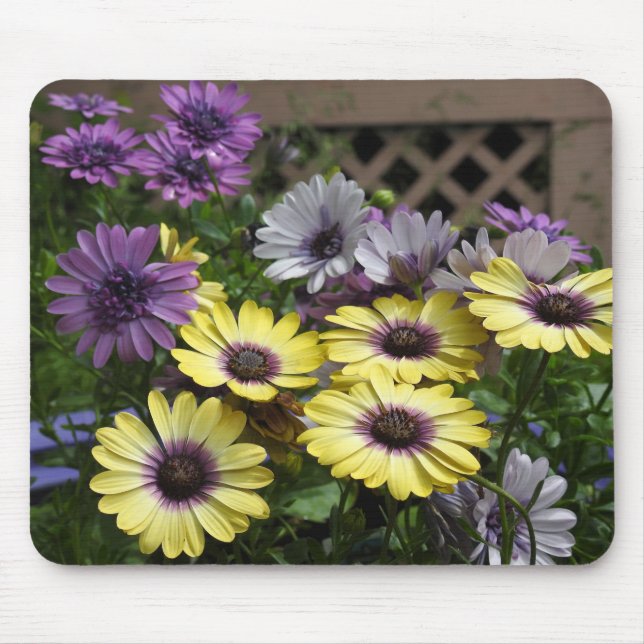 Yellow and Purple African Daisies Mouse Pad (Front)