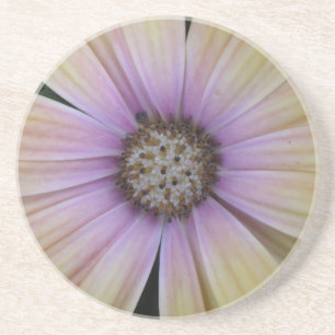 Yellow and Purple Daisy Flower Coaster
