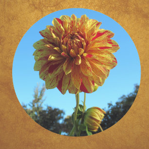 Yellow and Red Dahlia Sticker