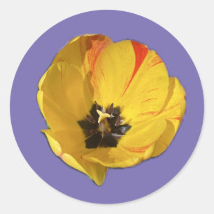 Yellow and Red open Tulip Sticker