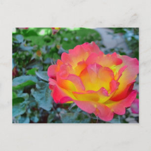 yellow and red rose postcard