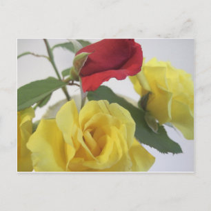 Yellow and Red Roses Postcard