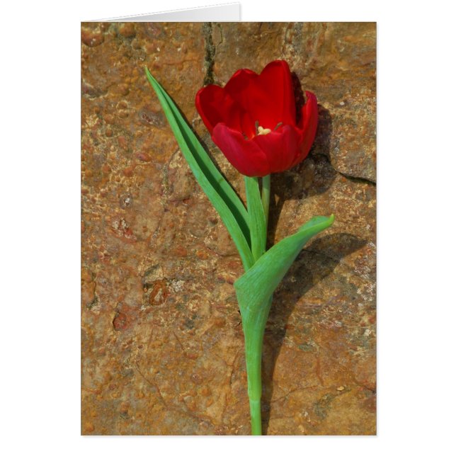 yellow and Red Tulip (Front)