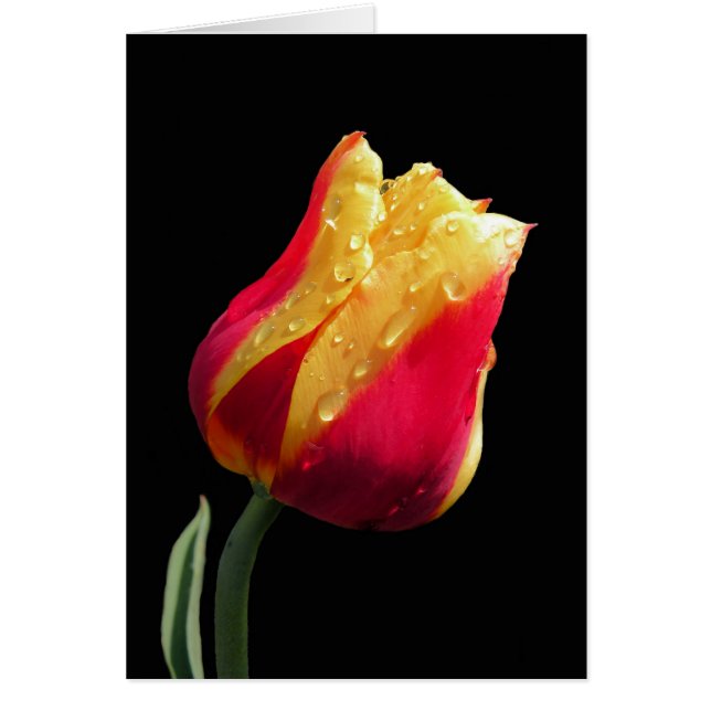 Yellow And Red Tulip (Front)