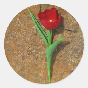 yellow and Red Tulip Classic Round Sticker