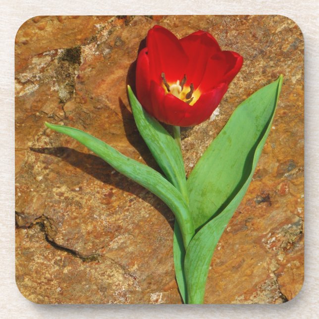 Yellow and Red Tulip Coaster (Front)