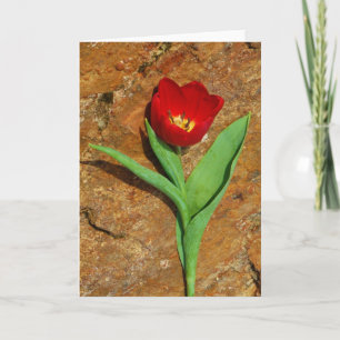 Yellow and Red Tulip Holiday Card