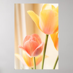 YELLOW AND RED TULIP IN BLOOM CLOSE UP PHOTO POSTER