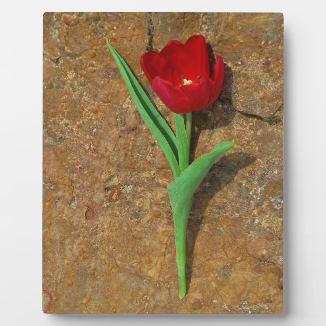 yellow and Red Tulip Plaque (Front)