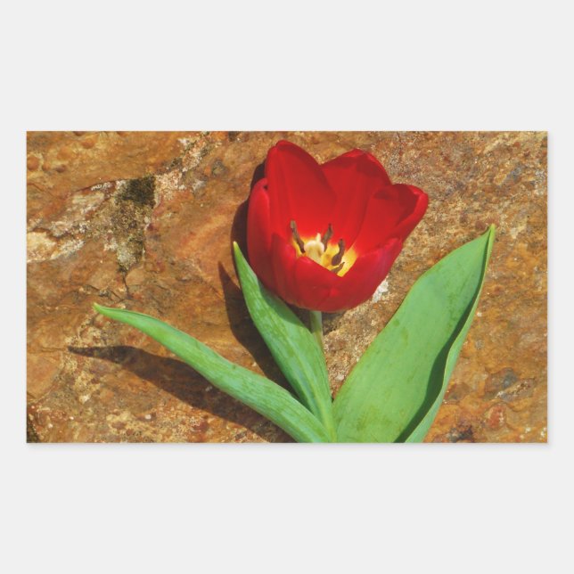 Yellow and Red Tulip Rectangular Sticker (Front)
