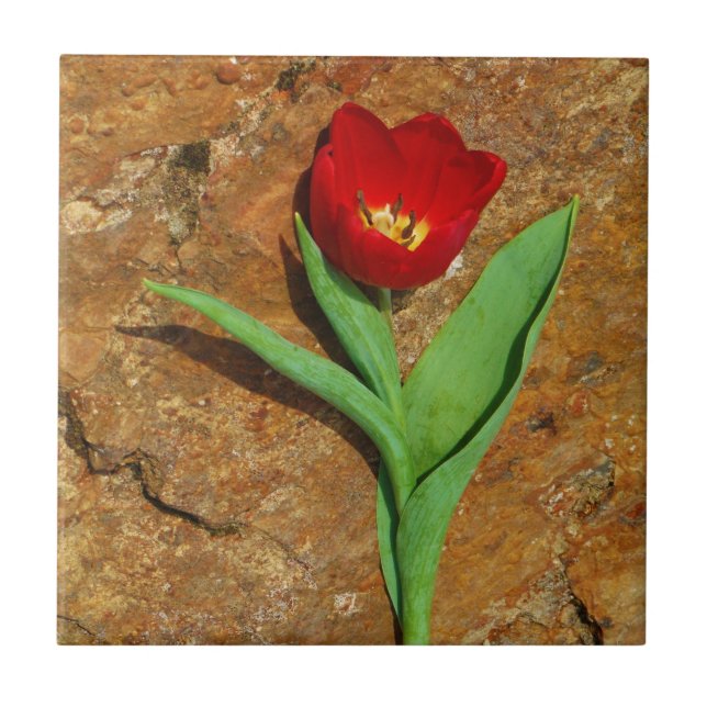 Yellow and Red Tulip Tile (Front)