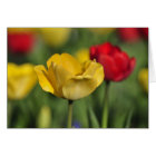 Yellow and Red Tulips