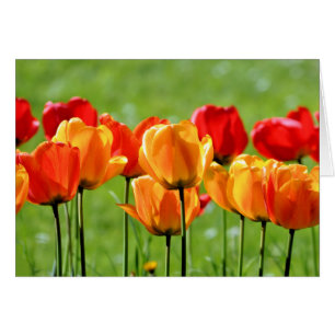 Yellow And Red Tulips