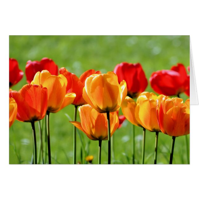 Yellow And Red Tulips (Front Horizontal)