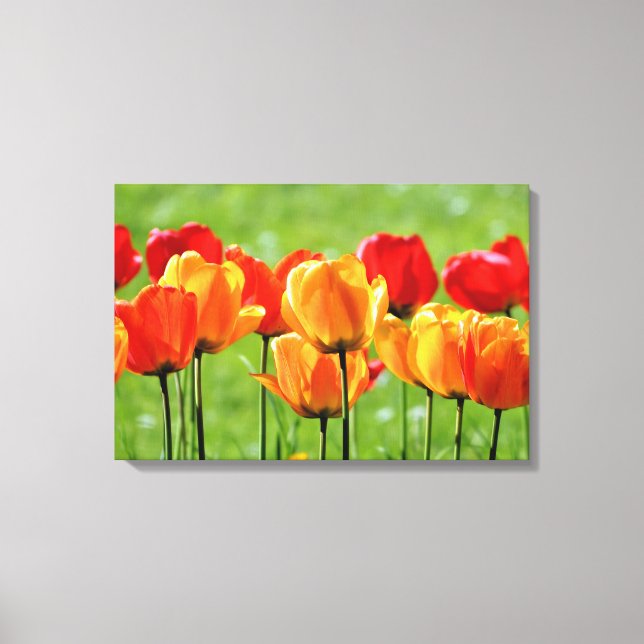 Yellow And Red Tulips Canvas Print (Front)