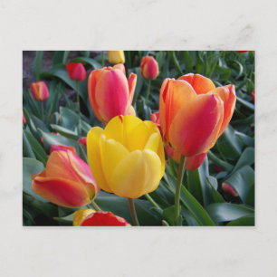 Yellow and Red Tulips Floral Photo Postcard