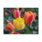 Yellow and Red Tulips Floral Photo