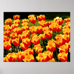 Yellow and red tulips in springtime poster