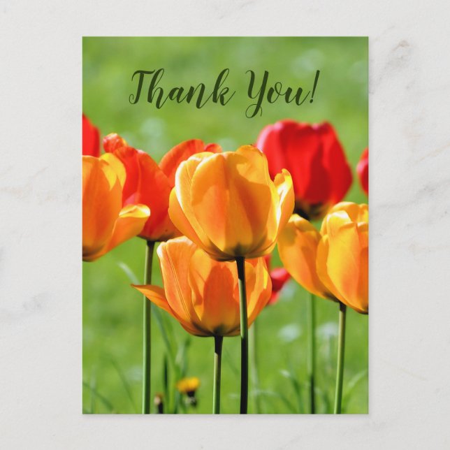 Yellow And Red Tulips Postcard (Front)