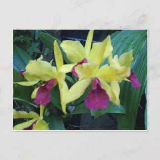 Yellow and Violet Orchids Postcard