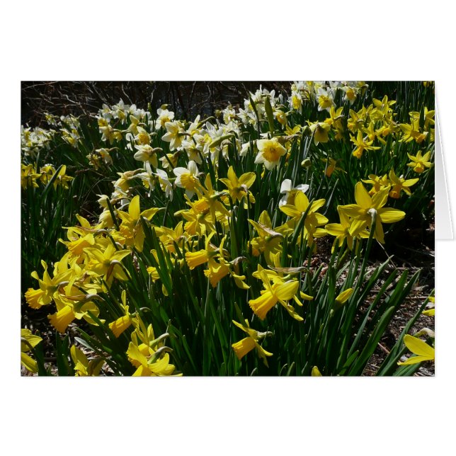 Yellow and White Daffodils Spring Flowers (Front Horizontal)
