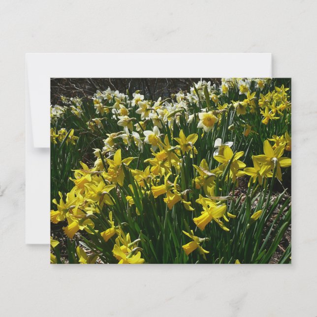 Yellow and White Daffodils Spring Flowers Card (Front)