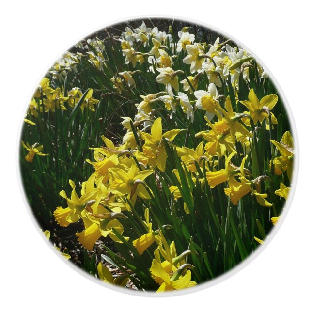 Yellow and White Daffodils Spring Flowers Ceramic Knob (Front)