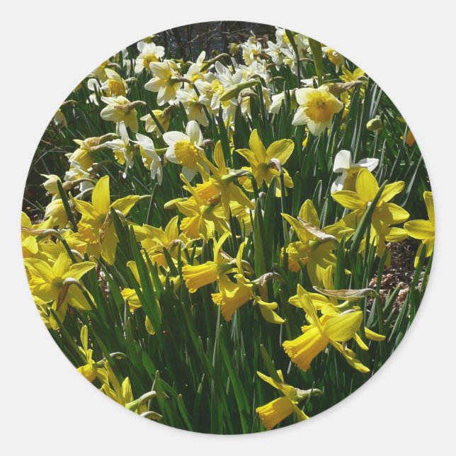 Yellow and White Daffodils Spring Flowers Classic Round Sticker (Front)