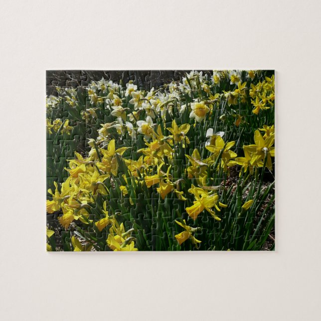 Yellow and White Daffodils Spring Flowers Jigsaw Puzzle (Horizontal)