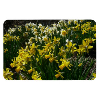 Yellow and White Daffodils Spring Flowers Magnet