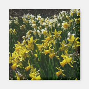Yellow and White Daffodils Spring Flowers Magnet