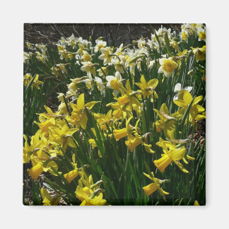 Yellow and White Daffodils Spring Flowers Magnet