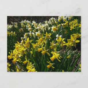 Yellow and White Daffodils Spring Flowers Postcard