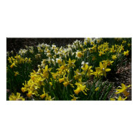 Yellow and White Daffodils Spring Flowers