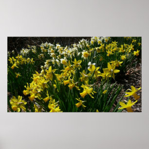 Yellow and White Daffodils Spring Flowers Poster