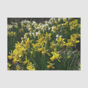 Yellow and White Daffodils Spring Flowers Tissue Paper