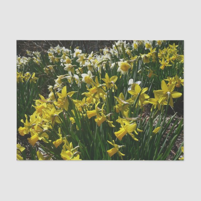 Yellow and White Daffodils Spring Flowers Tissue Paper (Front)