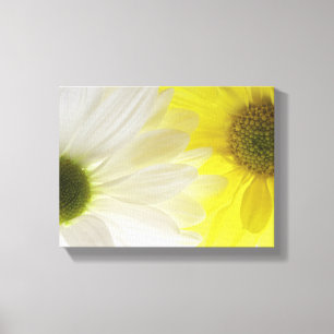 Yellow and White Daisies Canvas Print