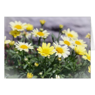 Yellow and White Daisy Flowers