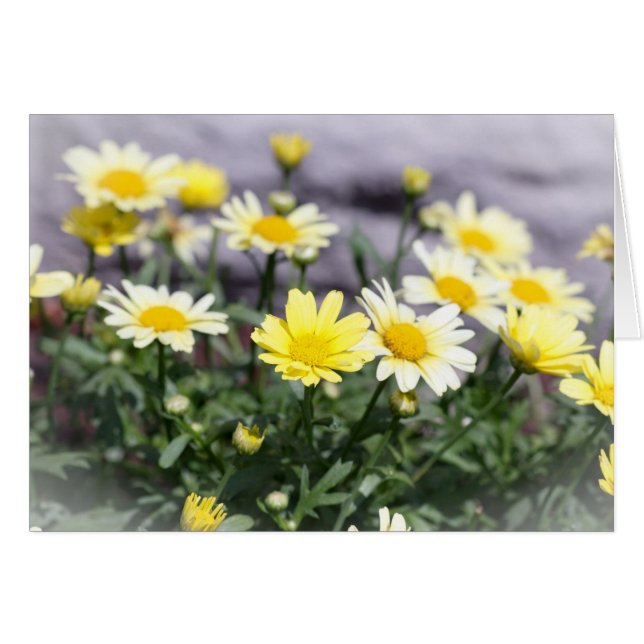 Yellow and White Daisy Flowers (Front Horizontal)