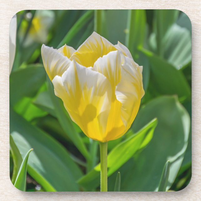 Yellow and white tulip hard plastic coasters (Front)