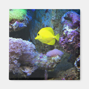Yellow Angelfish Magnet