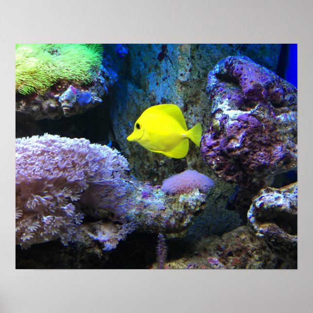 Yellow Angelfish Poster (Front)