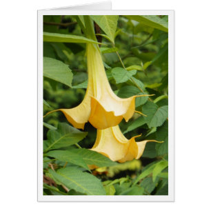 Yellow Angel's Trumpet