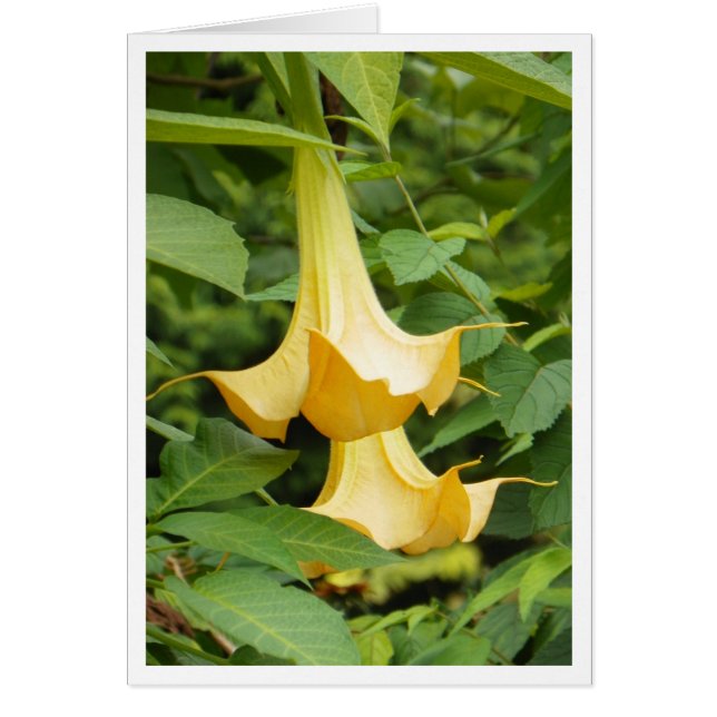 Yellow Angel's Trumpet (Front)