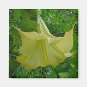 Yellow Angel's Trumpet Magnet