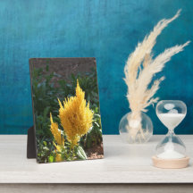 Yellow Astilbe flower